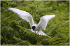 EF7A4607 Arctic Tern