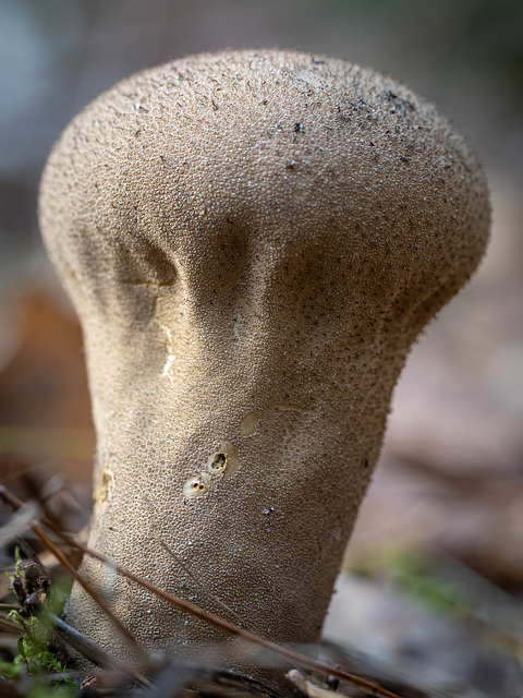 Selbstportrait als Flaschenbovist? (die Falten am Hals machen ihn mir zumindest sehr ähnlich)