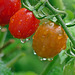 Dans mon jardin