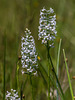 Gymnadeniopsis nivea (Snowy orchid)