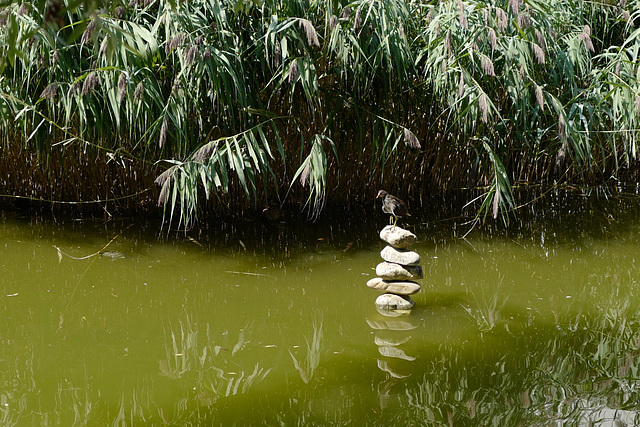 oiseau, cairn, eau, Paris