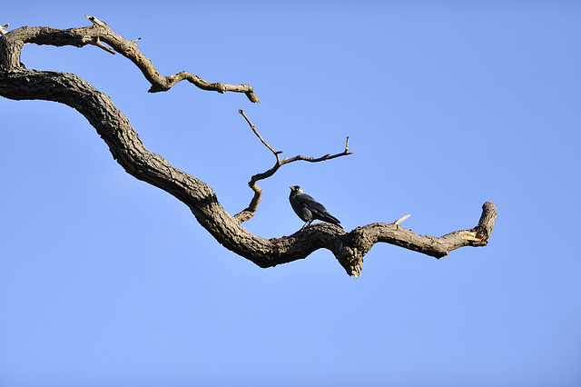 Out on a limb in Richmond Park