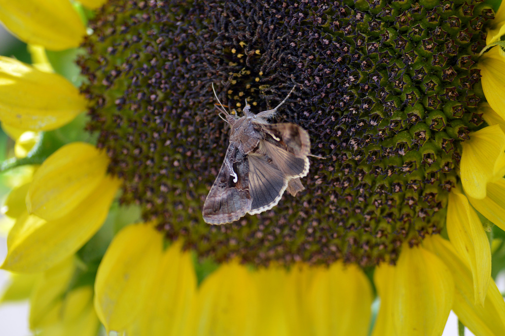 Besuch in der Sonnenblume