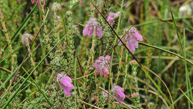 20180617 4053CPw [D~MI] Glocken-Heide (Erica tetralix), Großes Torfmoor, Hille