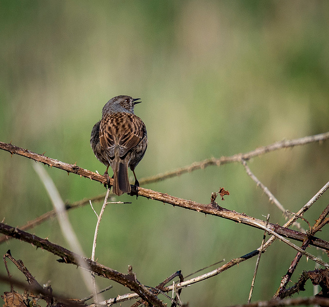 Dunnock2