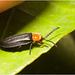 IMG 9672 Beetle