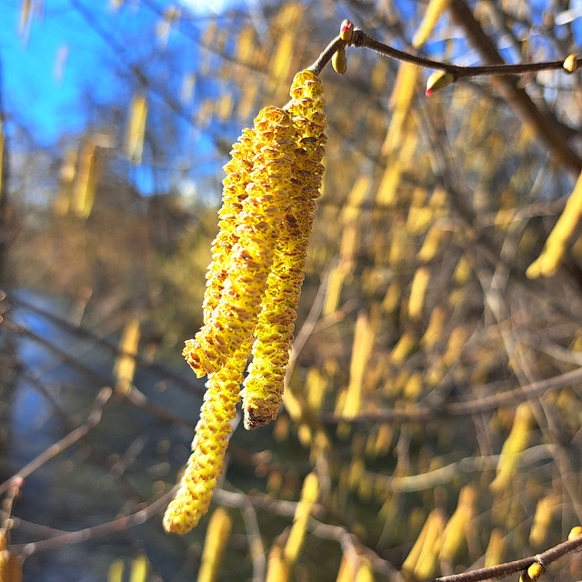 Gemeine Hasel (Corylus avellana)