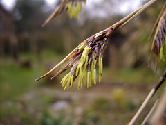 Fargesia murieliae