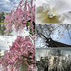 les couleurs du printemps