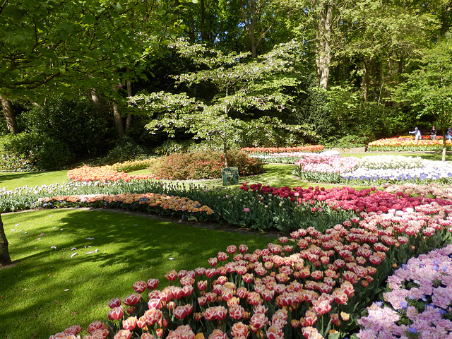 Keukenhof Tulips 1