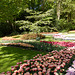 Keukenhof Tulips 1
