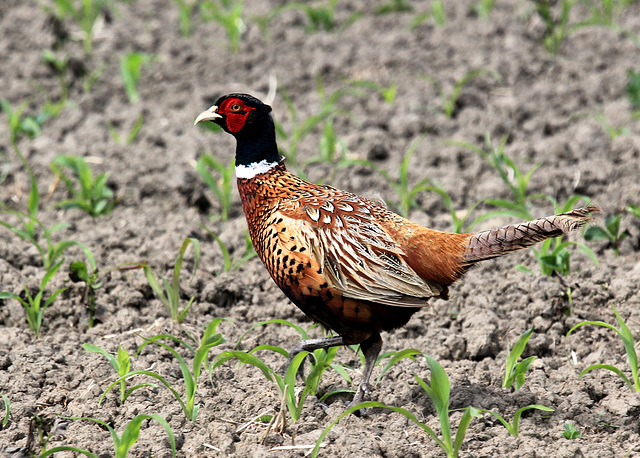 Fasan auf einem Feld