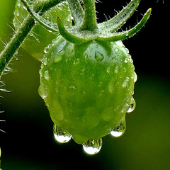 Dans mon jardin