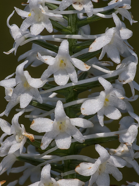 Gymnadeniopsis nivea (Snowy orchid) Gymnadeniopsis nivea (Snowy orchid)