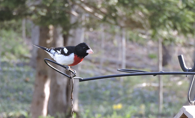 Rose-breasted Grosbeaks