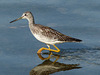 Yellowlegs