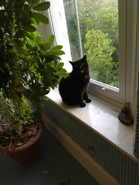 Pippin on the bathroom window sill telling me what's going on!!!