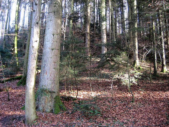 Wanderung am Gäblerbach/Bern