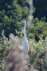 EOS 6D Peter Harriman 10 58 54 02693 GreatEgret dpp