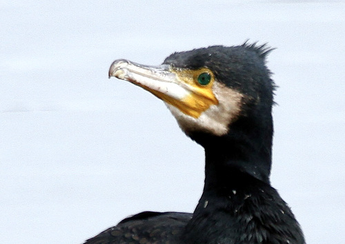Kormoran