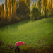AINSA (Espagne ), les peupliers et l'ombrelle rouge