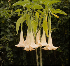 IMG 9680 White angel Trumpet