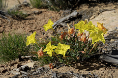 Lavenderleaf Sundrops