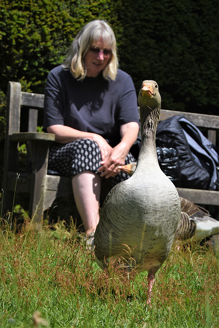 Goose walking away from Lady with food!