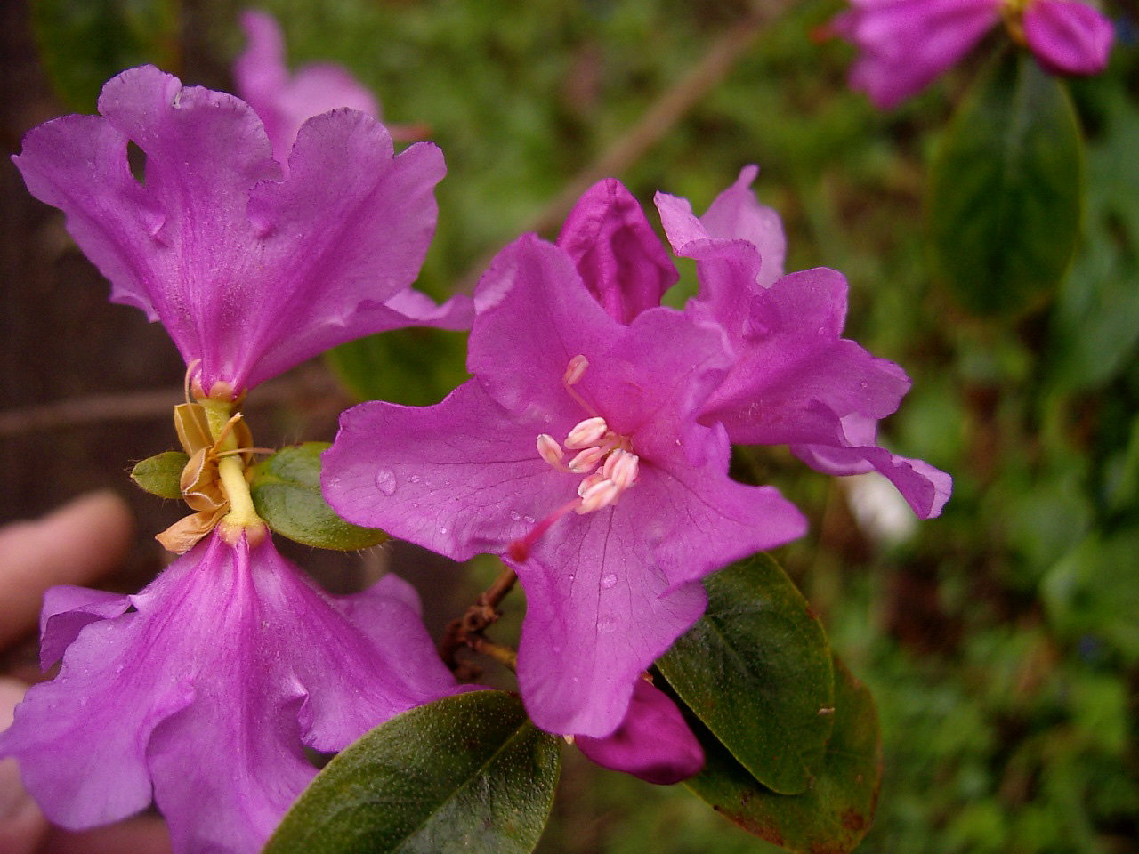 Rhododendron 'Praecox'