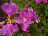 Rhododendron 'Praecox'