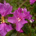 Rhododendron 'Praecox'