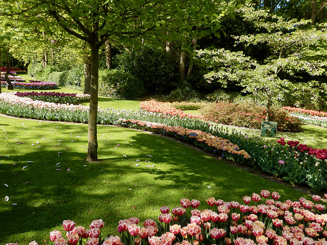 Keukenhof Tulips2