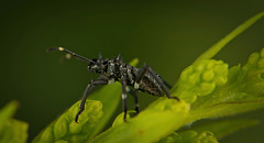 Die Nymphe der Marmorierte Baumwanze (Halyomorpha halys) :)) The nymph of the brown marmorated stink bug (Halyomorpha halys) :)) La nymphe de la punaise marbrée brune (Halyomorpha halys) :))