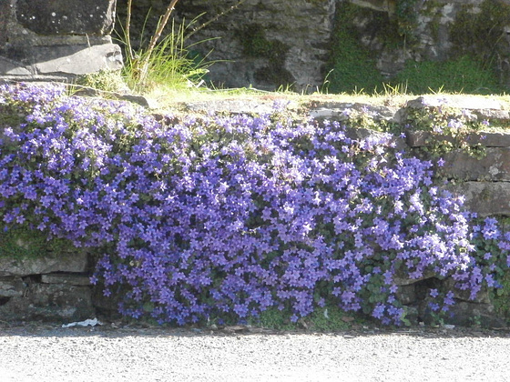 Beautiful lobelia draping itself on the wall