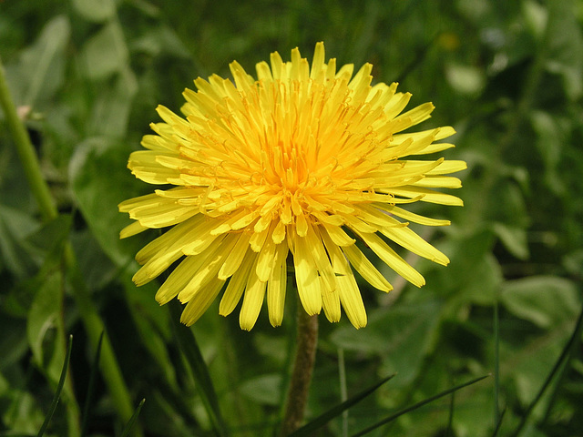 Dandelion