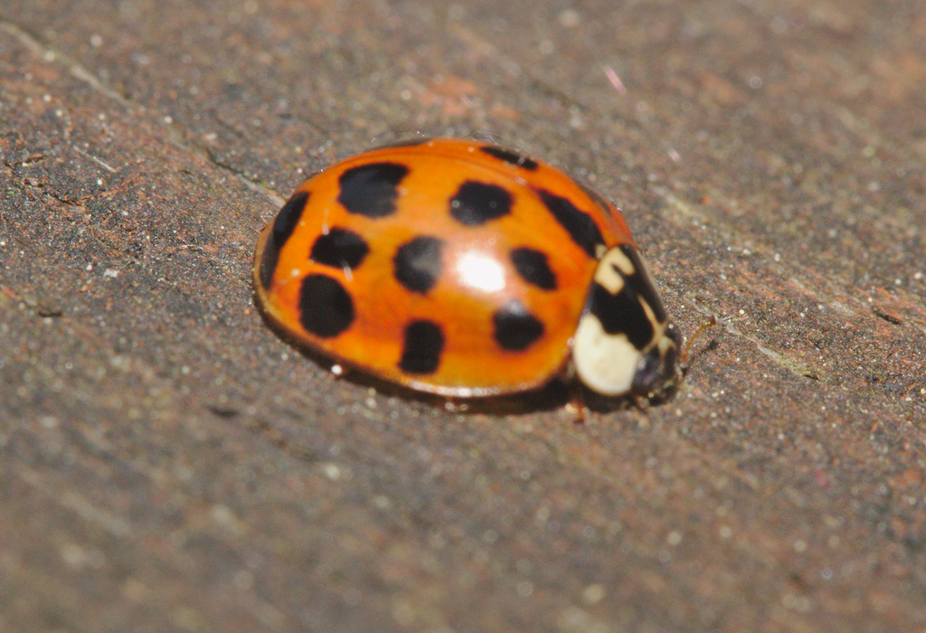 IMG 1202ladybird