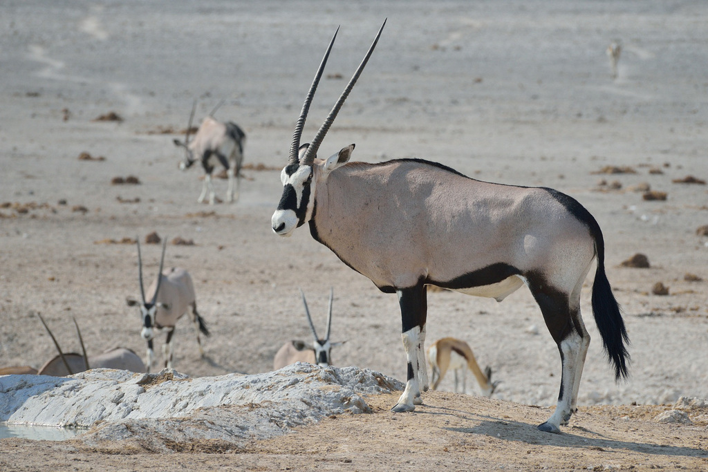 Oryx