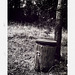 Park trash / Basura bosque / Poubelle nature