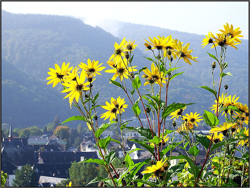 Bernkastel-Kues 028