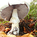 Giant mushroom...