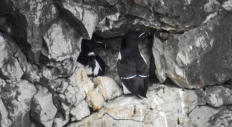 20190614 5271CPw [R~GB] Tordalk + [JV], Castlemartin Range, Wales