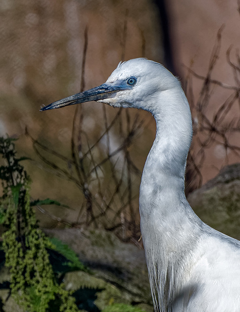 Egret (1)