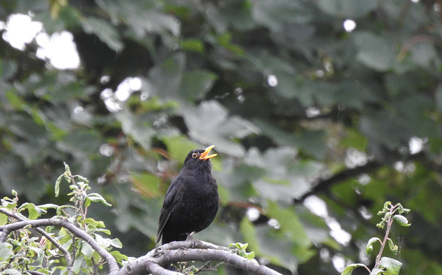 Blackbird Evensong