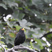 Blackbird Evensong