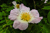 20210609 0686CPw [D~LIP] Rose, UWZ, Bad Salzuflen