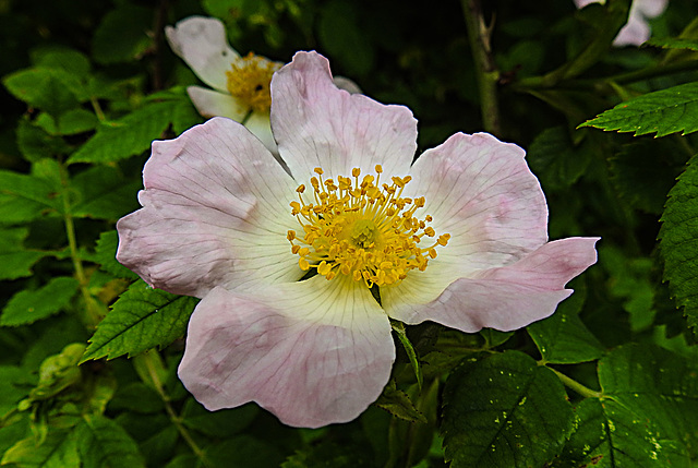 20210609 0686CPw [D~LIP] Rose, UWZ, Bad Salzuflen