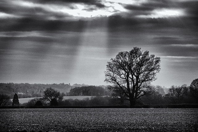 Feb 3rd: Datchworth tree