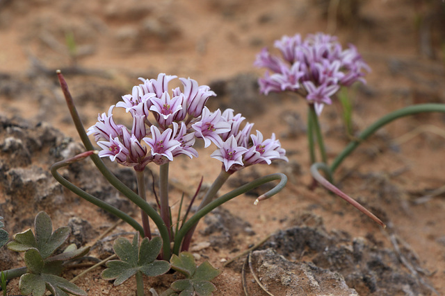 Largeflower Onion