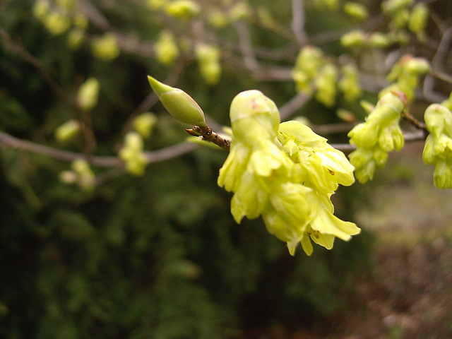 Corylopsis parviflora