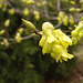 Corylopsis parviflora